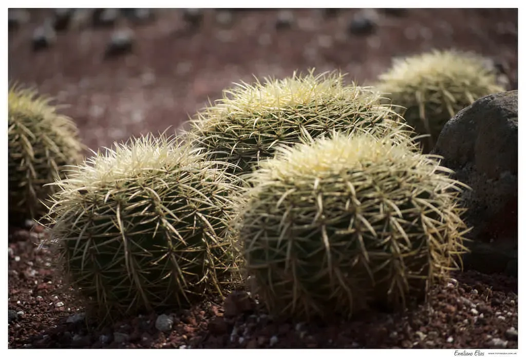 Cactus del Jardín Botánico, México DF