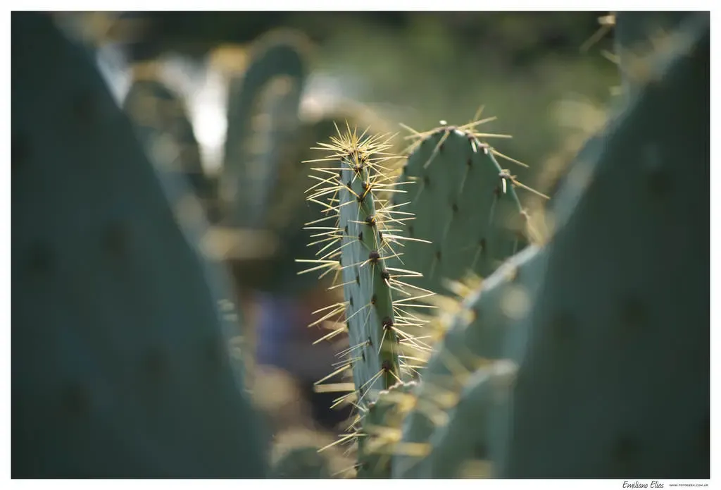 Cactus del Jardín Botánico, México DF