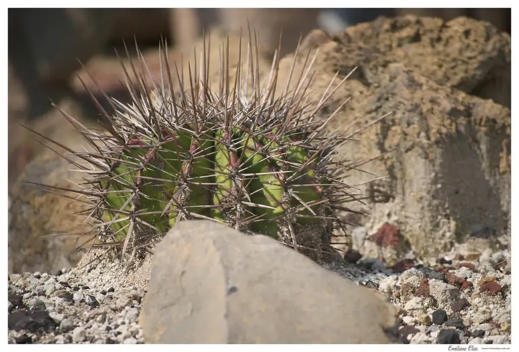 Cactus del Jardín Botánico, México DF