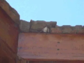 Pájaro